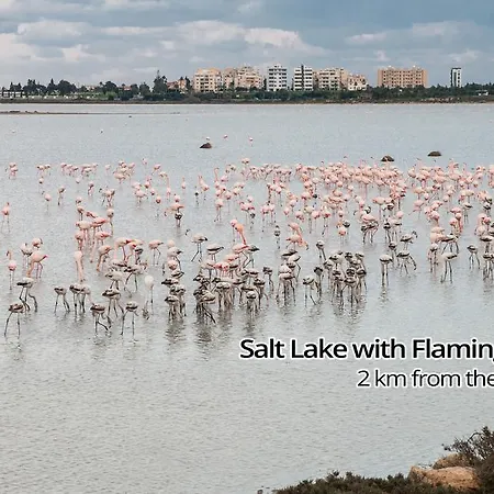 Laila's Larnaca